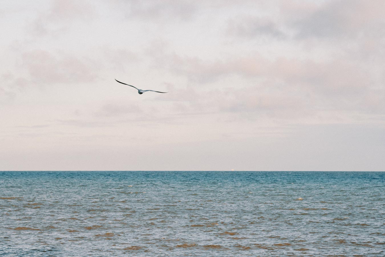 Seagull soaring over calm ocean waters with a cloudy sky, capturing serene coastal scenery at dawn.