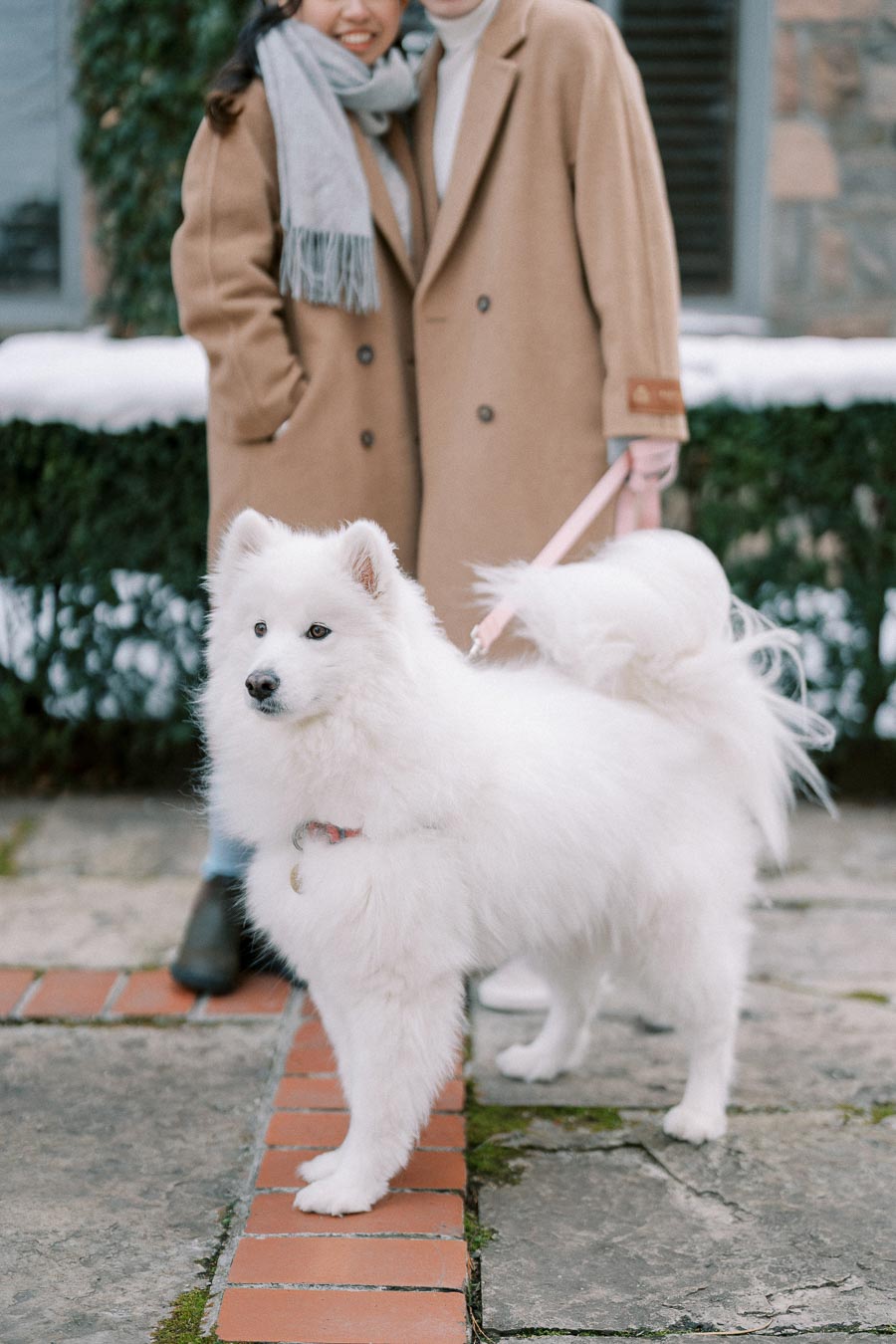 A fluffy white Samoyed dog stands on a paved path in front of a couple wearing matching beige coats and scarves, enjoying a winter day.