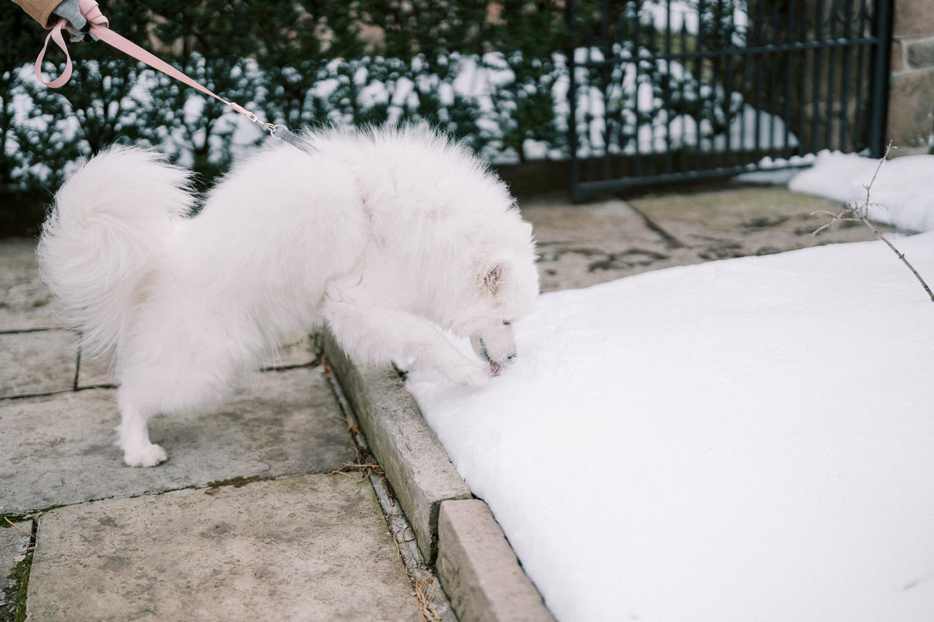 Fluffy white Samoyed dog on a snowy pathway, playfully sniffing and pawing at the snow while on a leash.