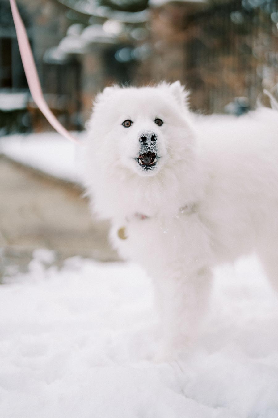 Fluffy white dog with a pink leash standing in the snow, looking playfully at the camera.