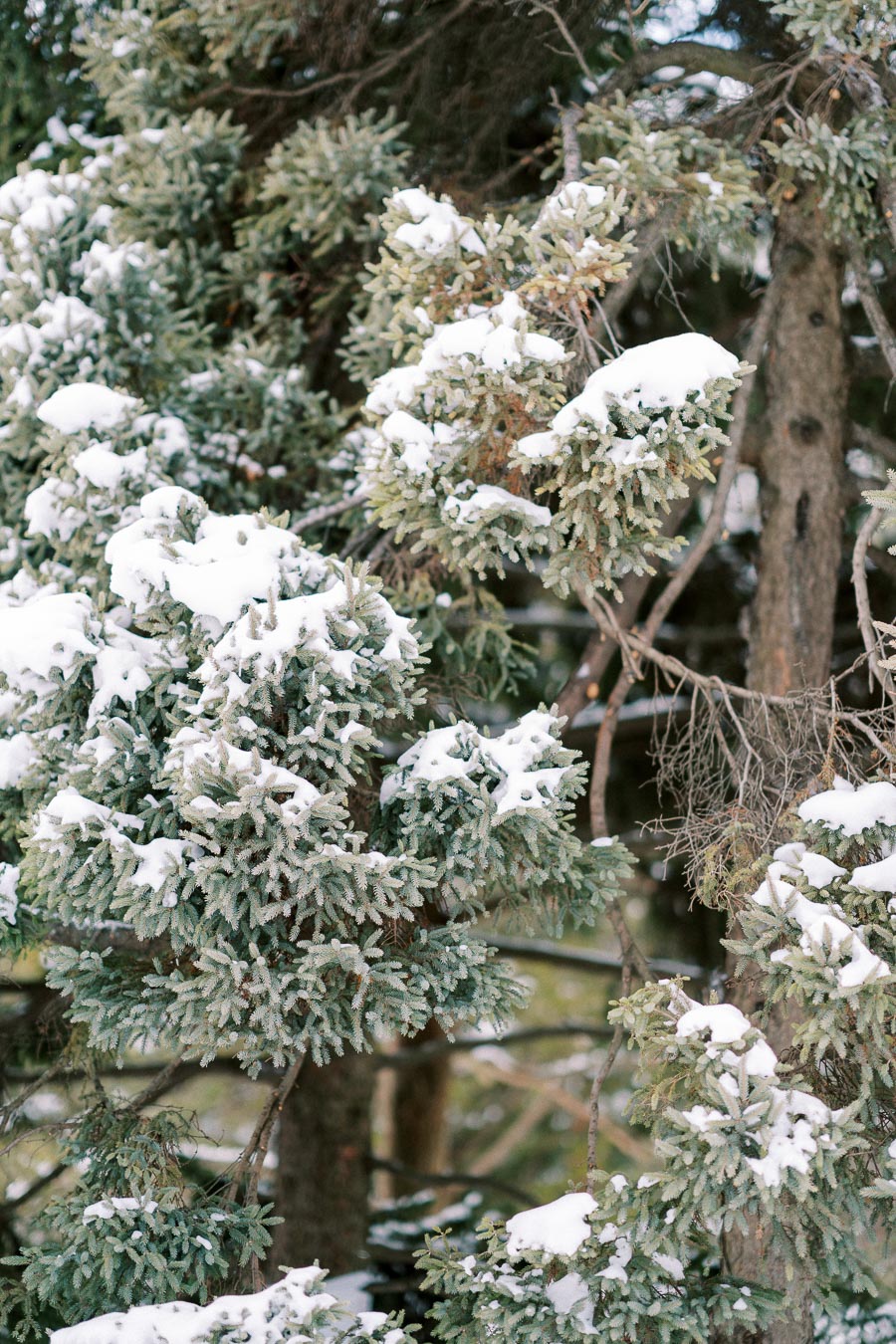 Snow-covered evergreen branches in a winter forest.