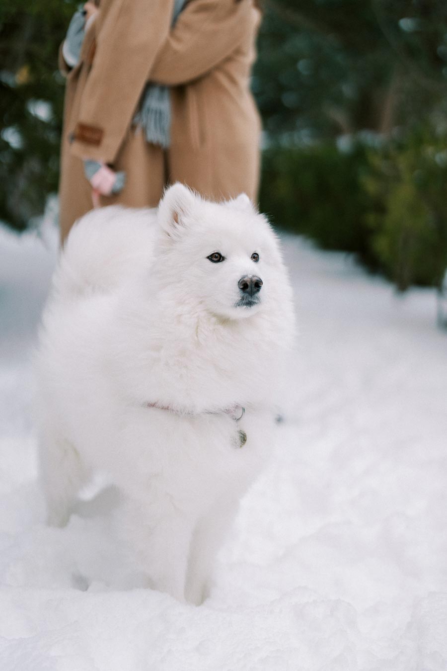 Fluffy white Samoyed dog standing in a snowy landscape, with a person in a tan coat and gray scarf visible in the background.