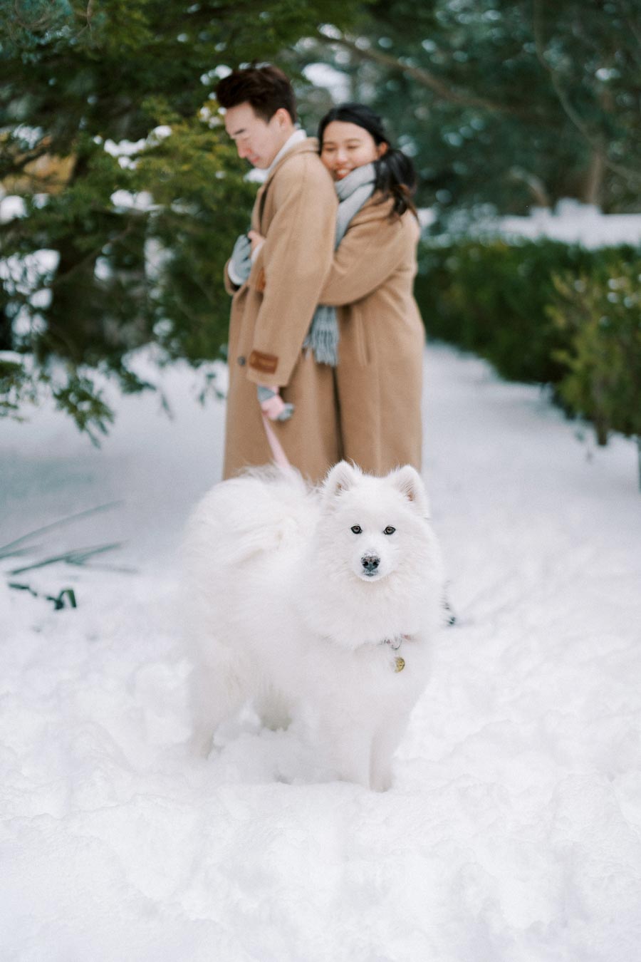 A fluffy white Samoyed dog standing in snow, with a couple in tan coats embracing in the background, surrounded by snowy trees.