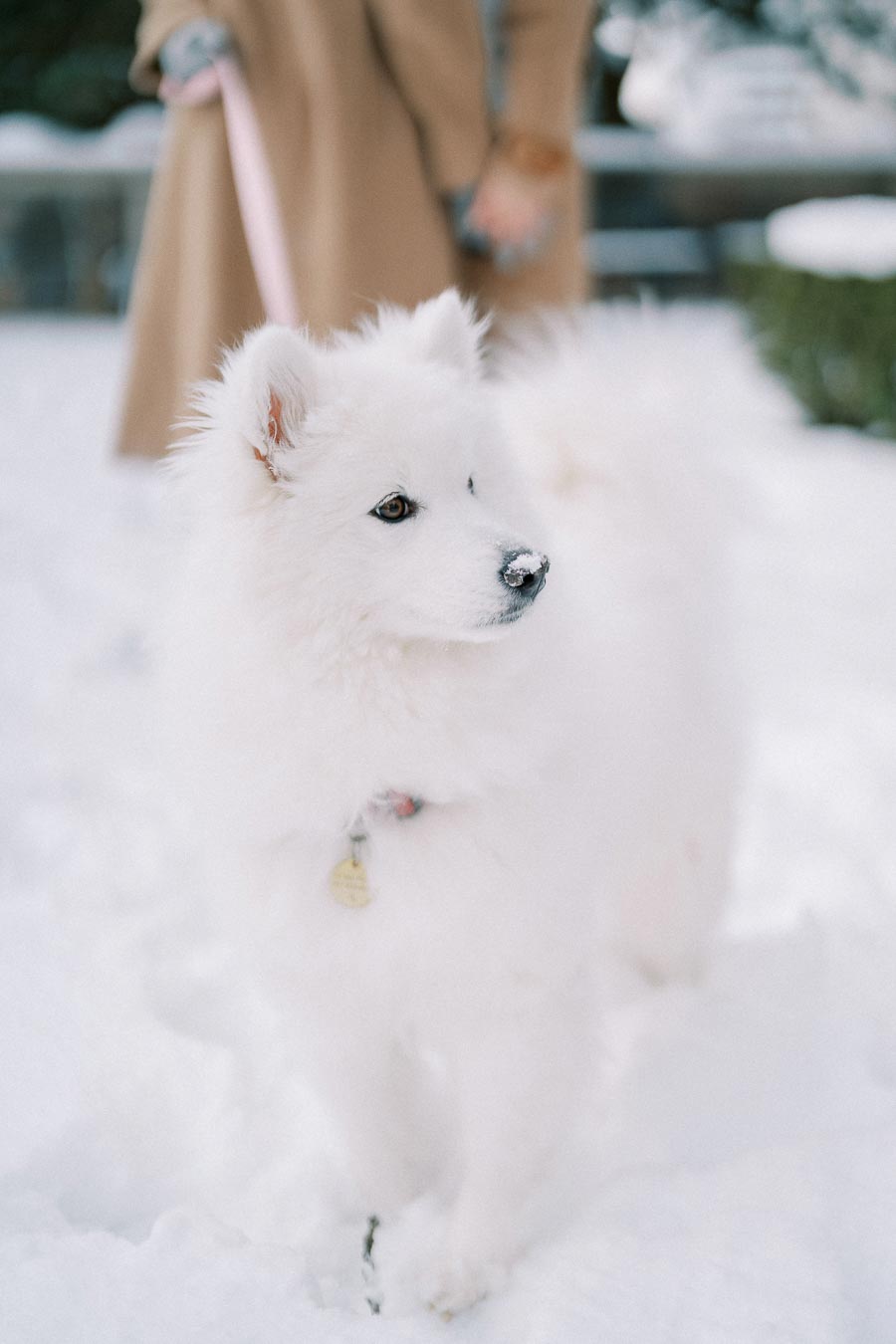 Fluffy white dog standing in the snow with a person in a tan coat holding a pink leash in the background.