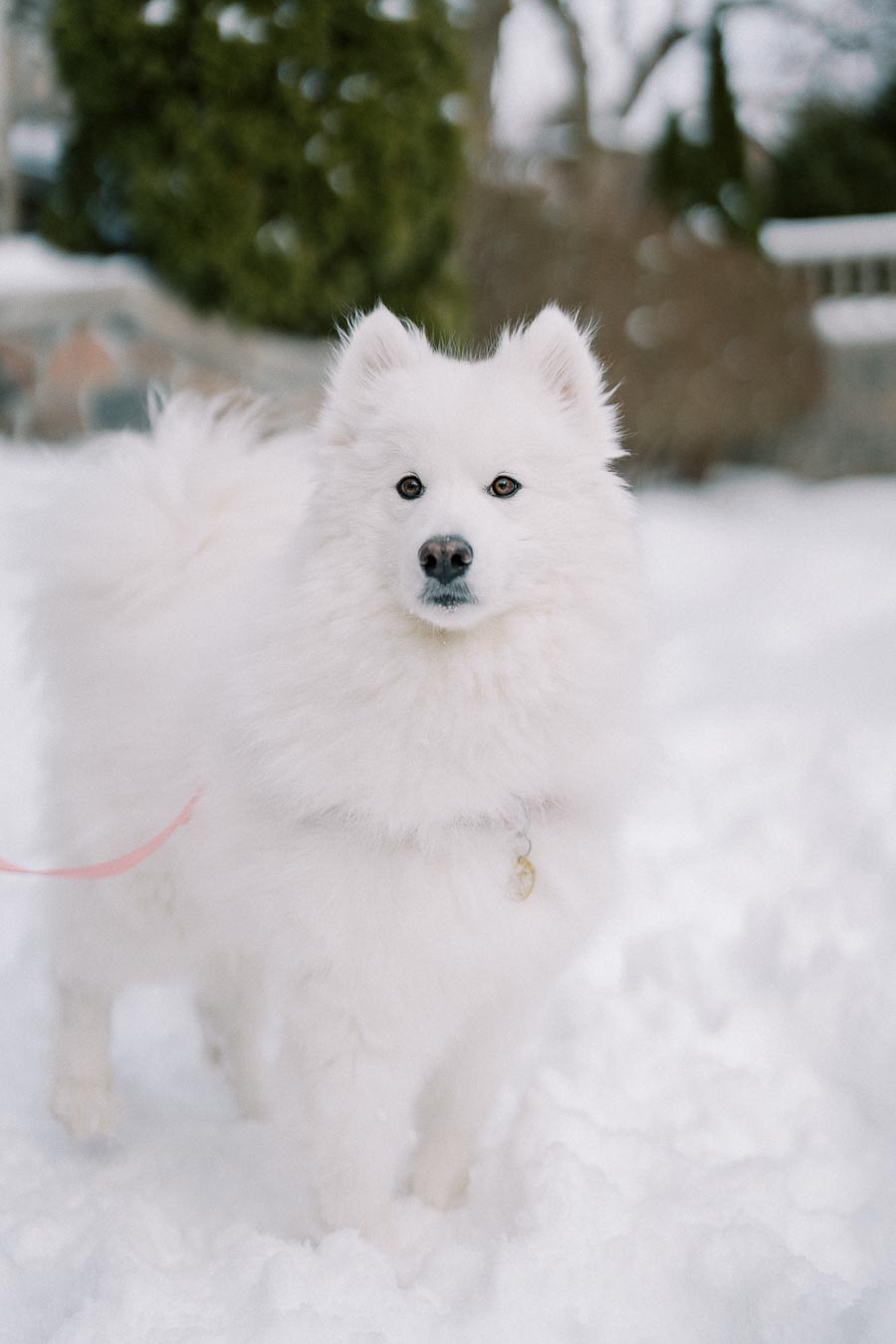 Fluffy white Samoyed dog standing in snow with a pink leash, surrounded by a serene winter landscape.