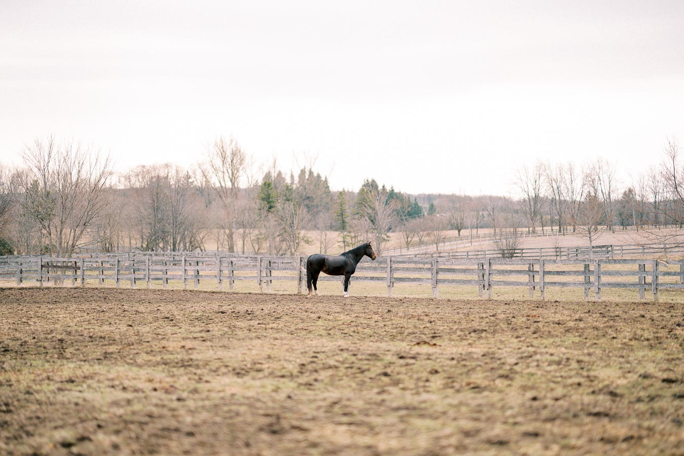 A dark horse stands in a vast, fenced pasture with a backdrop of bare trees and rolling hills under a cloudy sky.