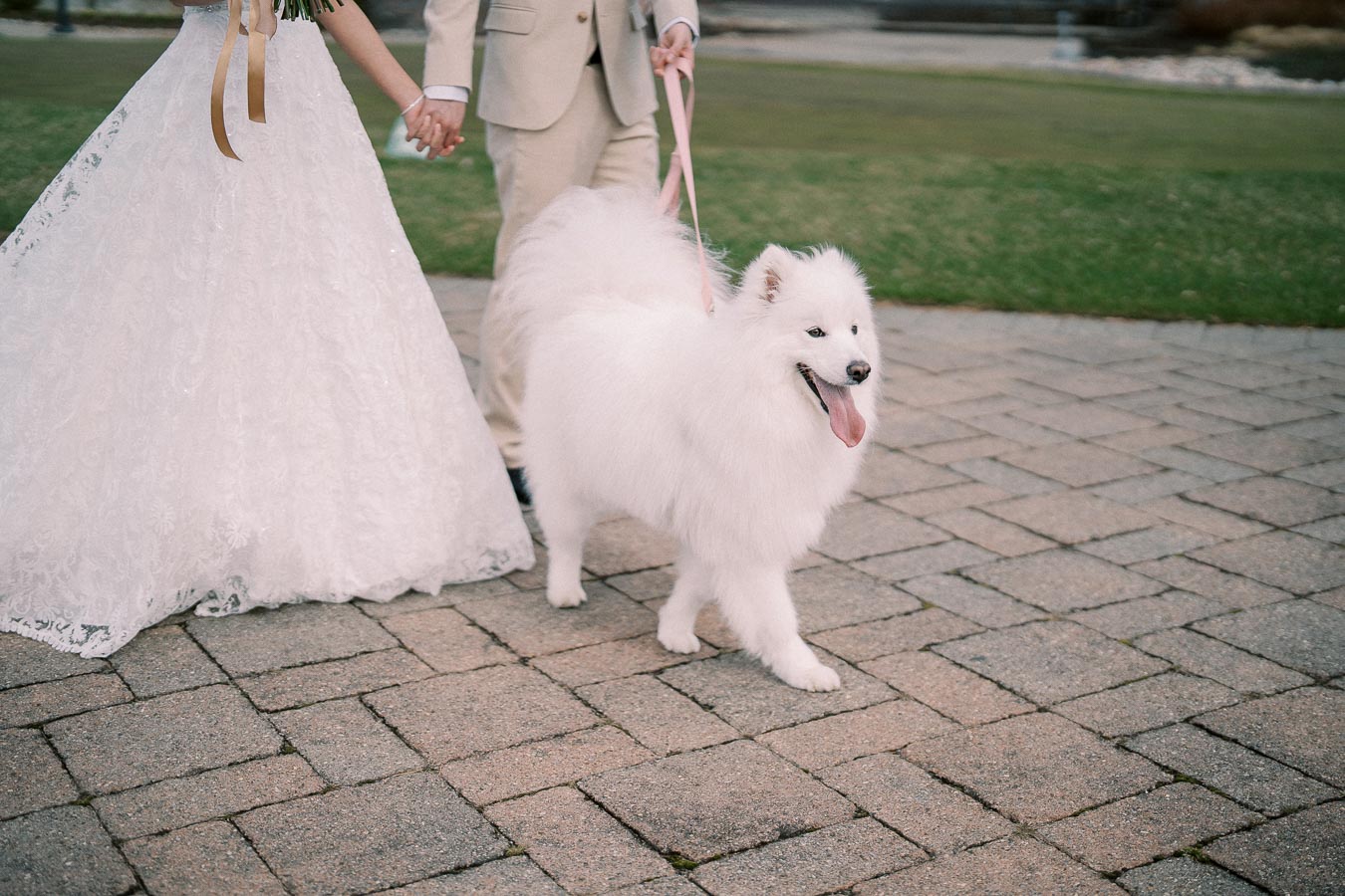 A bride and groom holding hands with a fluffy white Samoyed dog on a leash, walking together on a paved pathway during their wedding day.