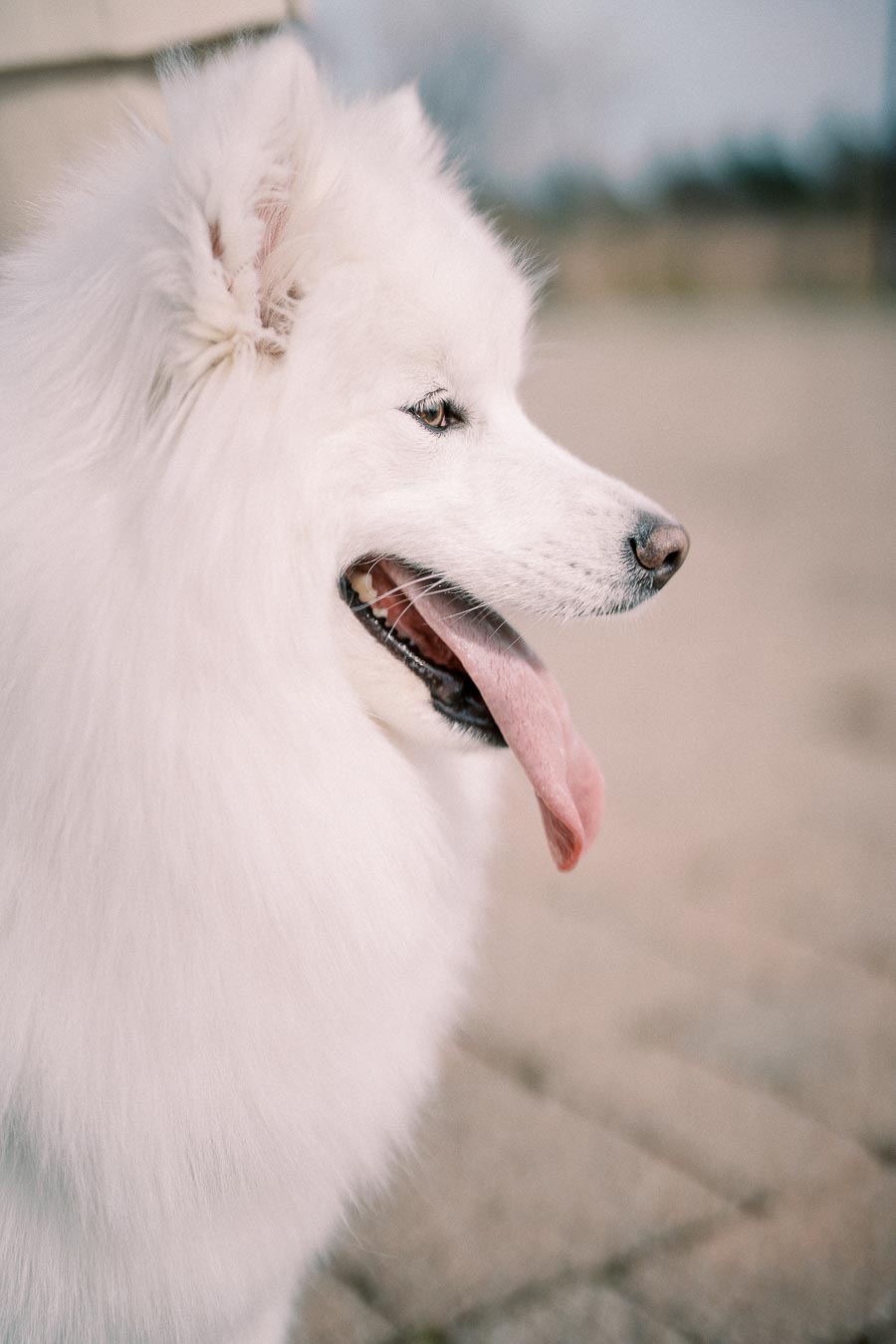 Fluffy white Samoyed dog with tongue out on a sunny day.