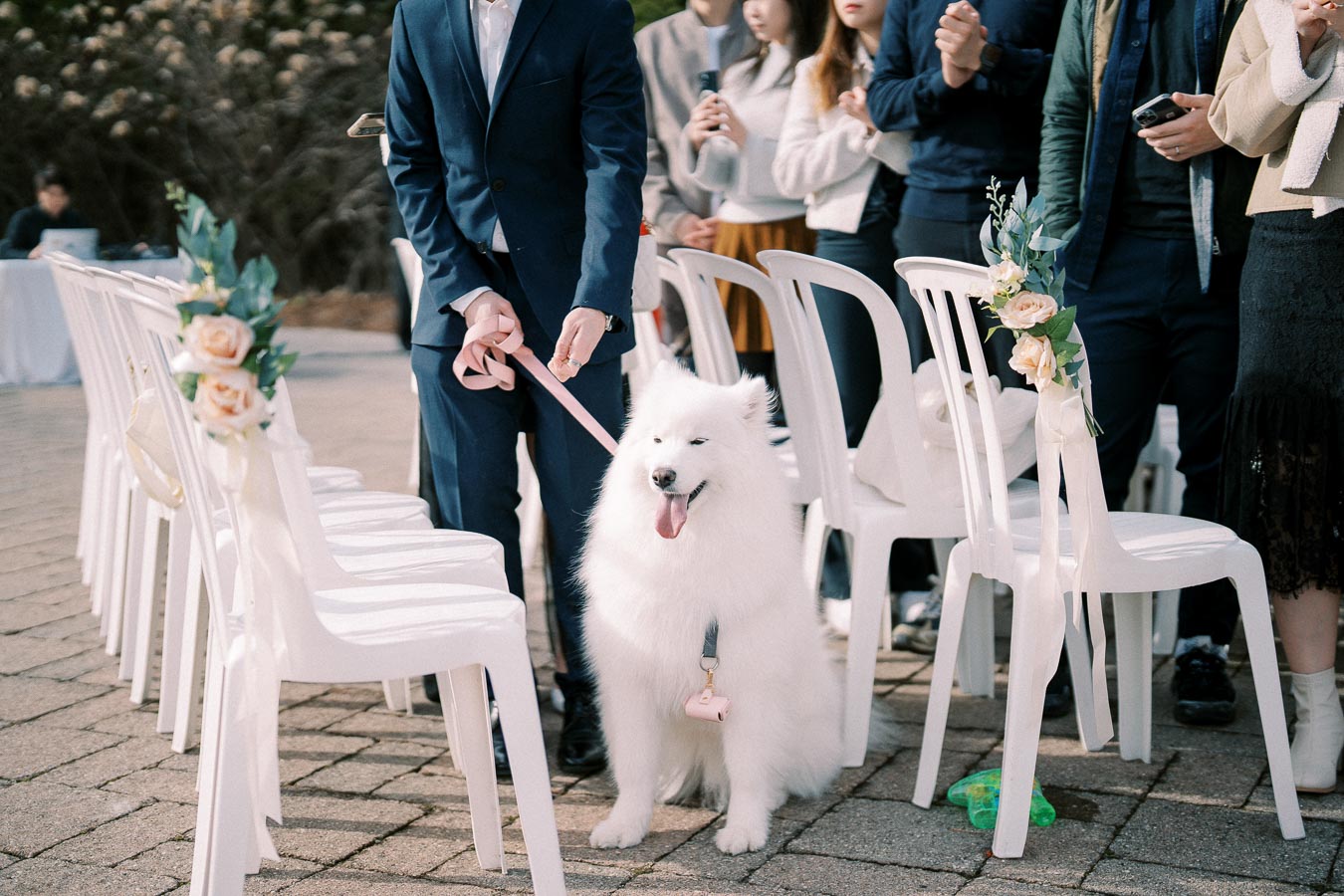 A fluffy white Samoyed dog on a leash sits beside a person in a suit at an outdoor wedding ceremony. The scene features white chairs decorated with flowers and ribbons, with guests standing in the background.