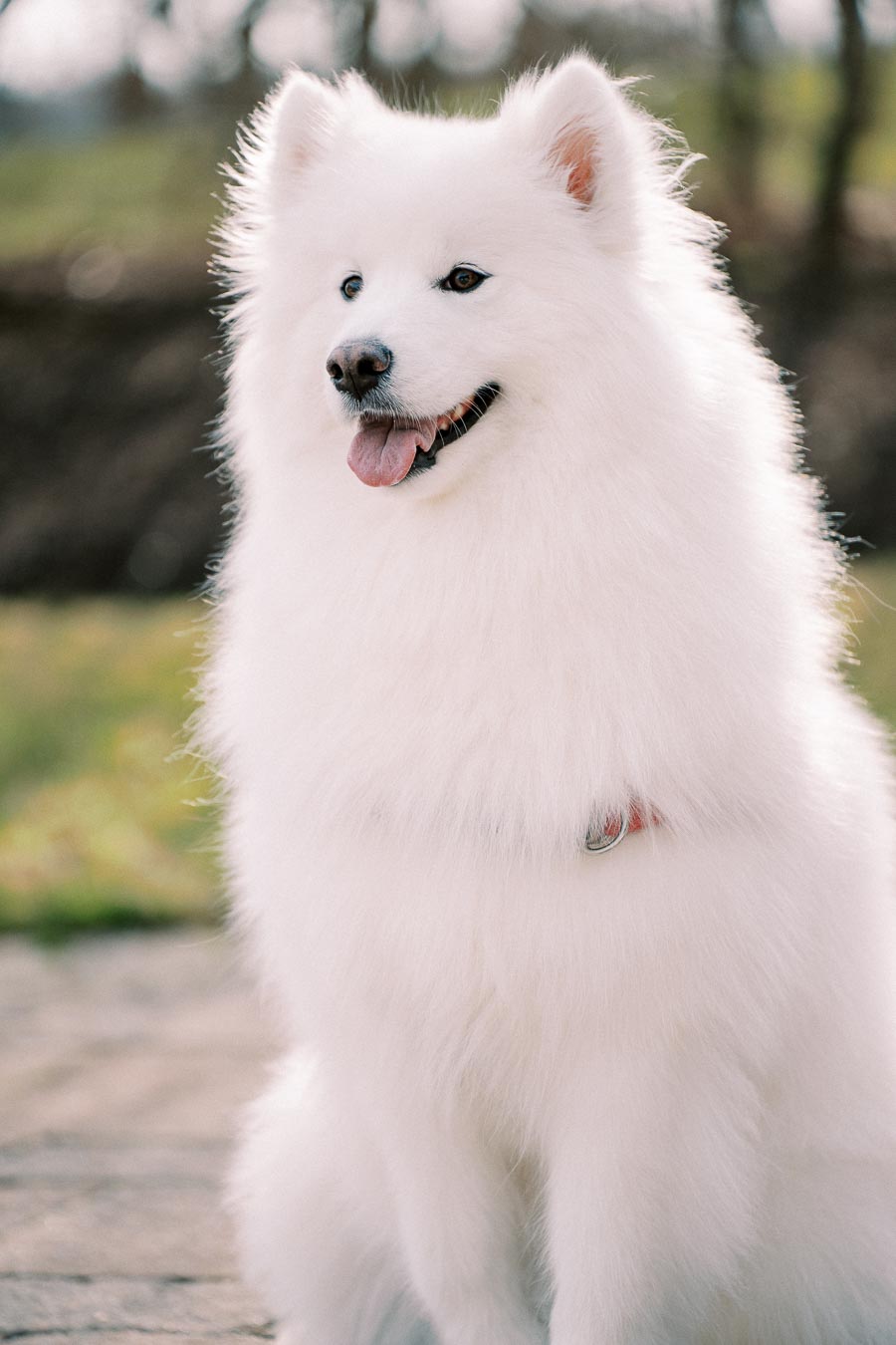 Fluffy white Samoyed dog sitting outdoors with a happy expression.