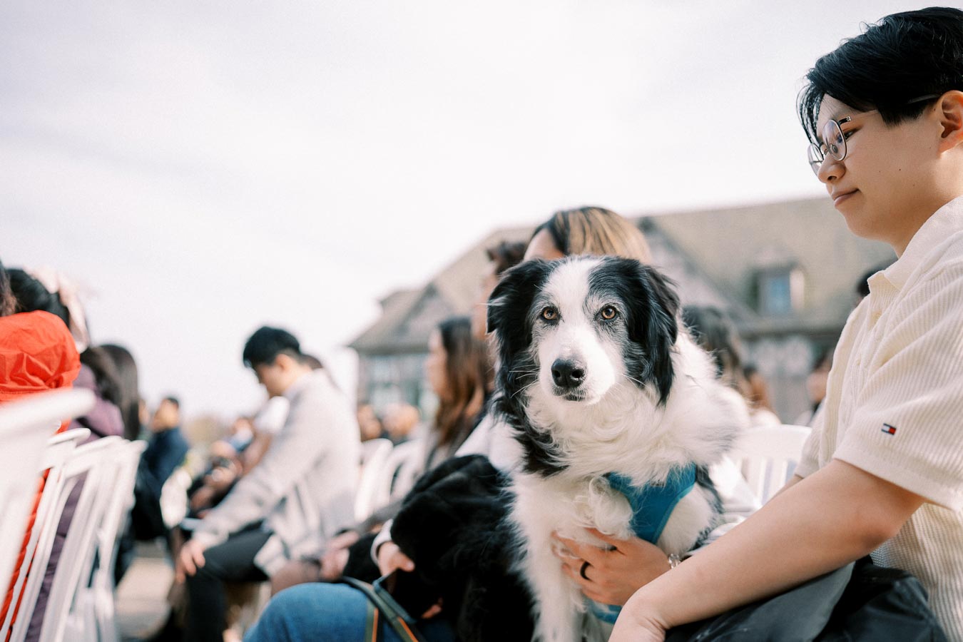 A Border Collie wearing a blue harness sits on a person's lap in an outdoor audience, blending social events and pet companionship.
