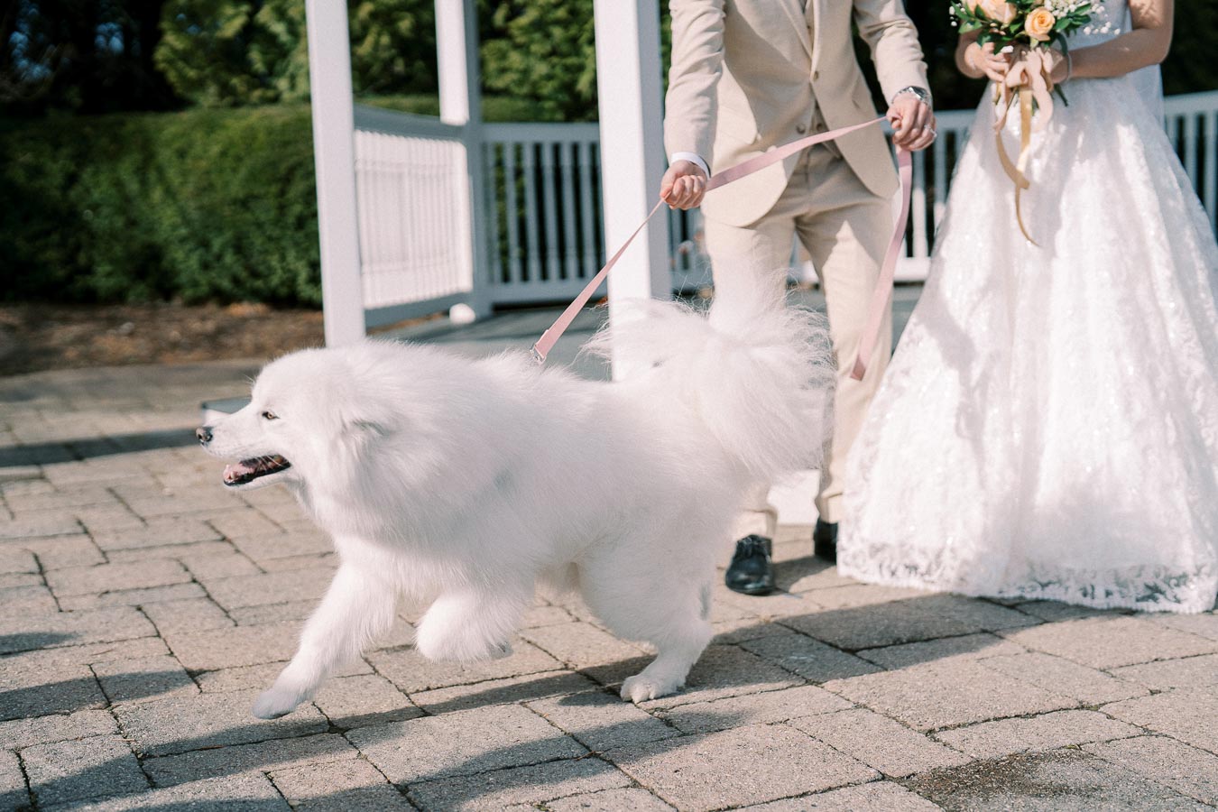 A joyful white Samoyed dog on a pink leash walks with a couple in elegant wedding attire in an outdoor setting, capturing a beautiful wedding moment.