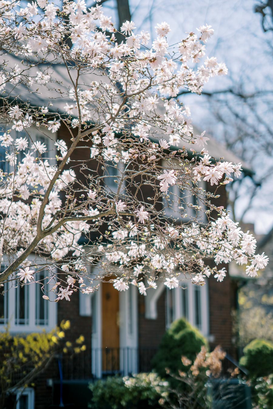 A magnolia tree in full bloom with delicate white flowers stands in front of a charming brick house, signaling the arrival of spring.