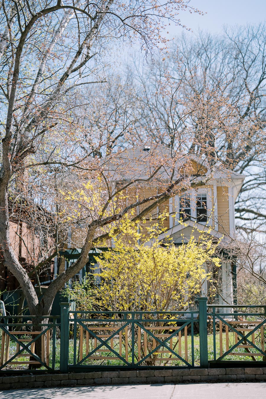 A charming yellow house is partially hidden behind budding trees and a wooden fence, capturing the essence of early spring.