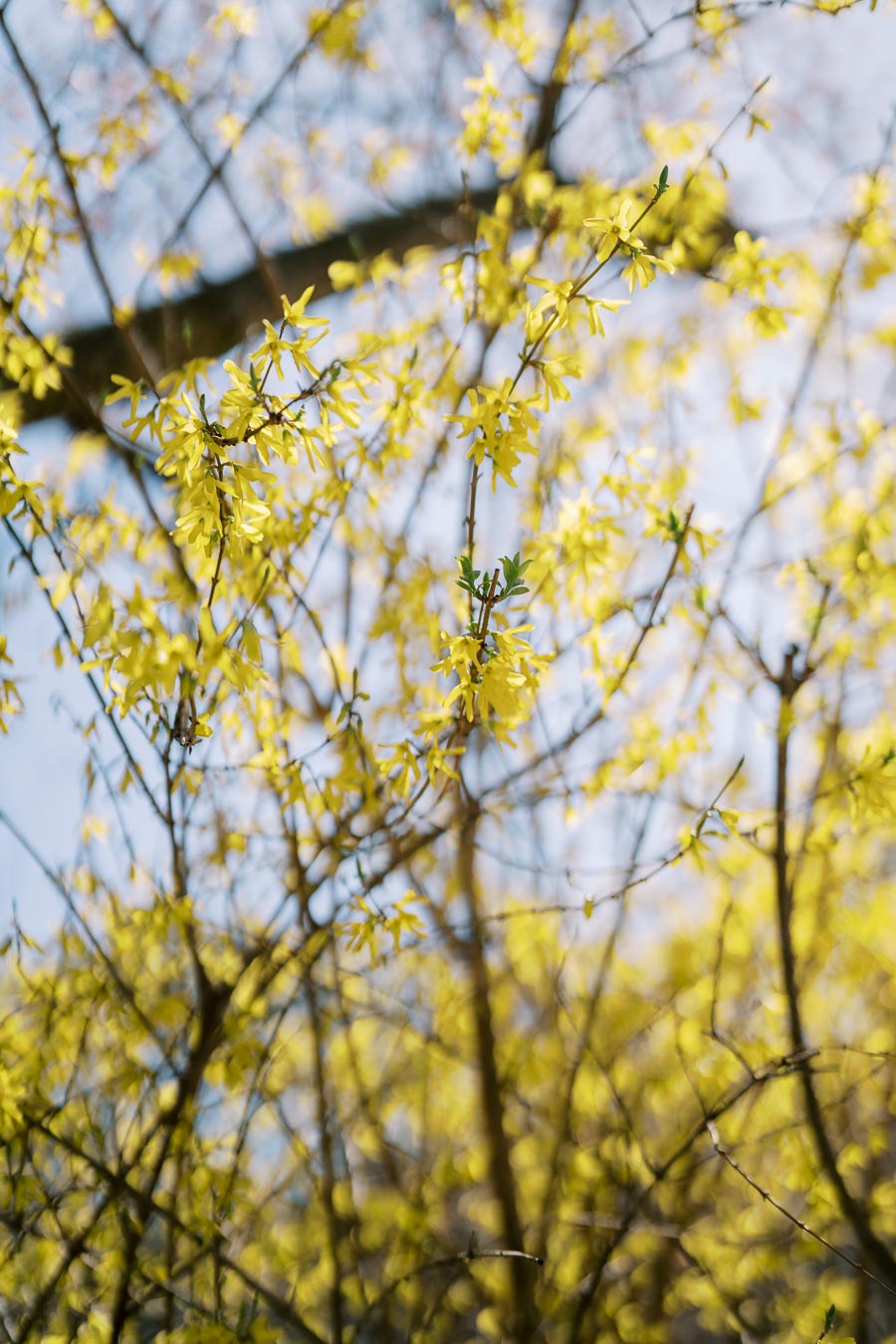 A close-up view of vibrant yellow forsythia flowers blooming on branches, set against a soft-focus background of more blossoms and a clear blue sky.