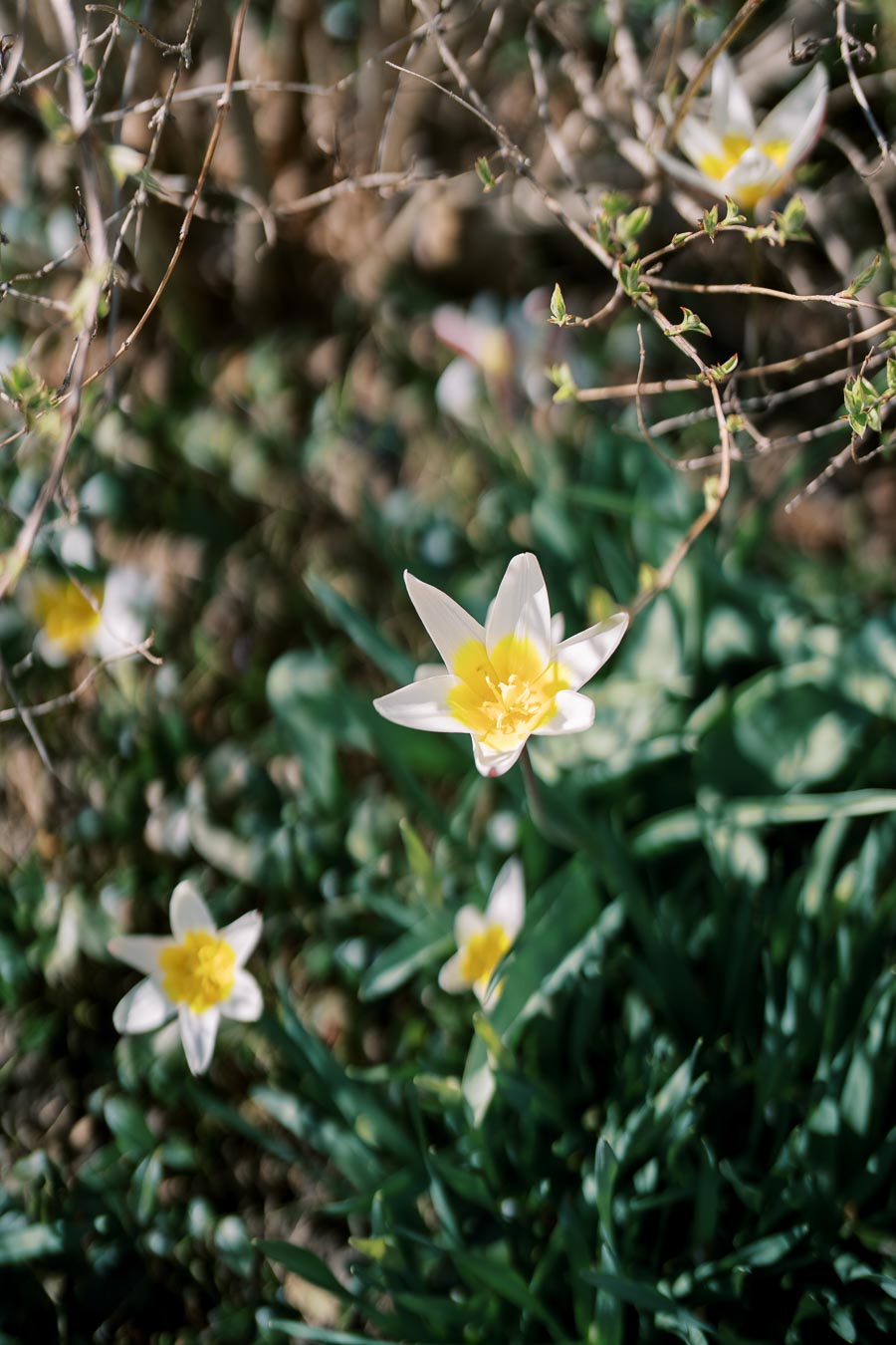 A close-up view of white tulip flowers with yellow centers, surrounded by green foliage and branches, capturing the essence of spring in a garden setting.