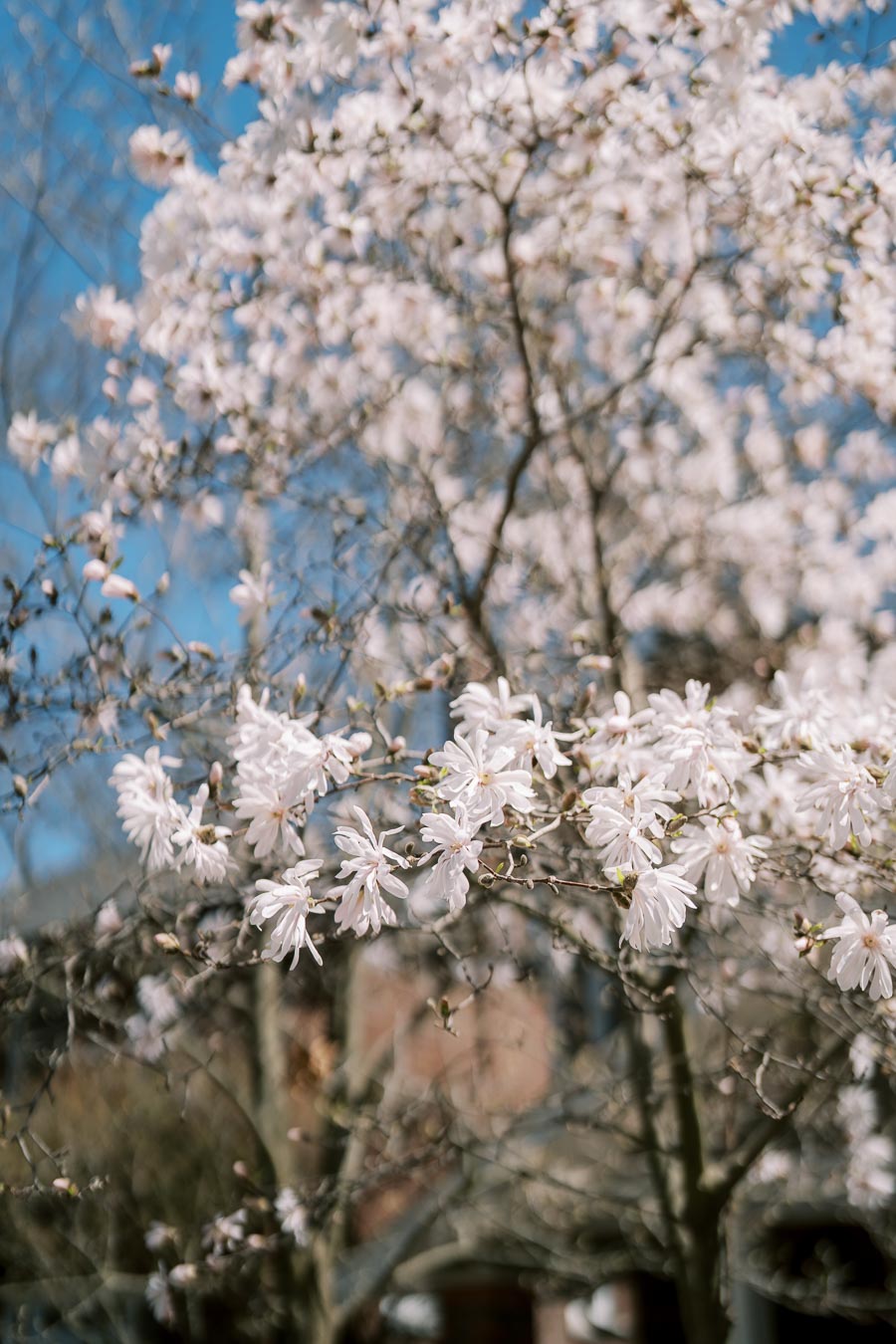 A magnolia tree in full bloom with delicate white flowers, set against a clear blue sky.