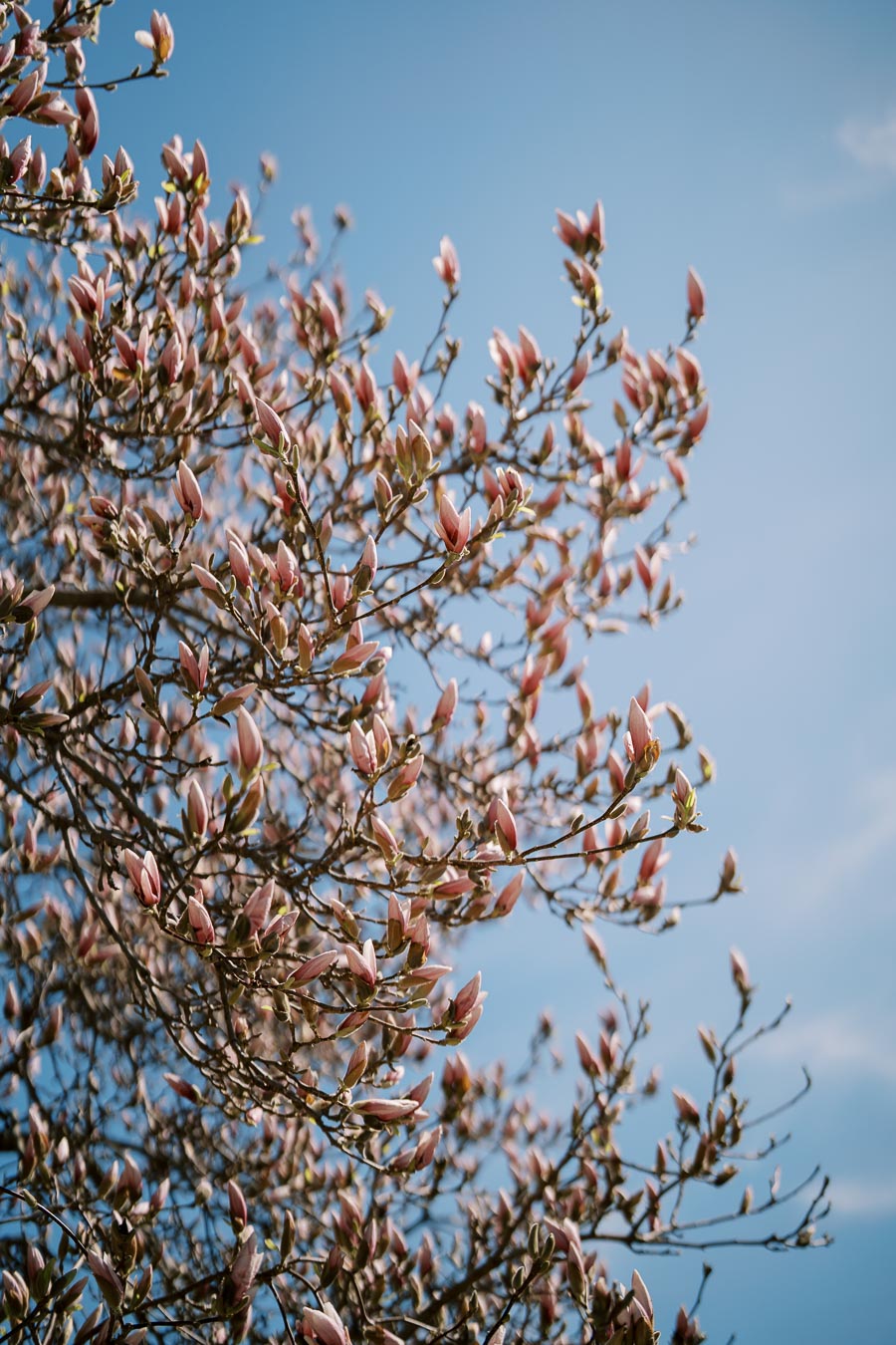 A magnolia tree in full bloom with pink flowers set against a clear blue sky, capturing the essence of spring.