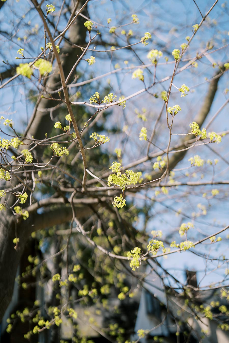 A close-up view of tree branches with fresh green buds, signaling the arrival of spring. The background shows a clear blue sky and a blurred view of a house.