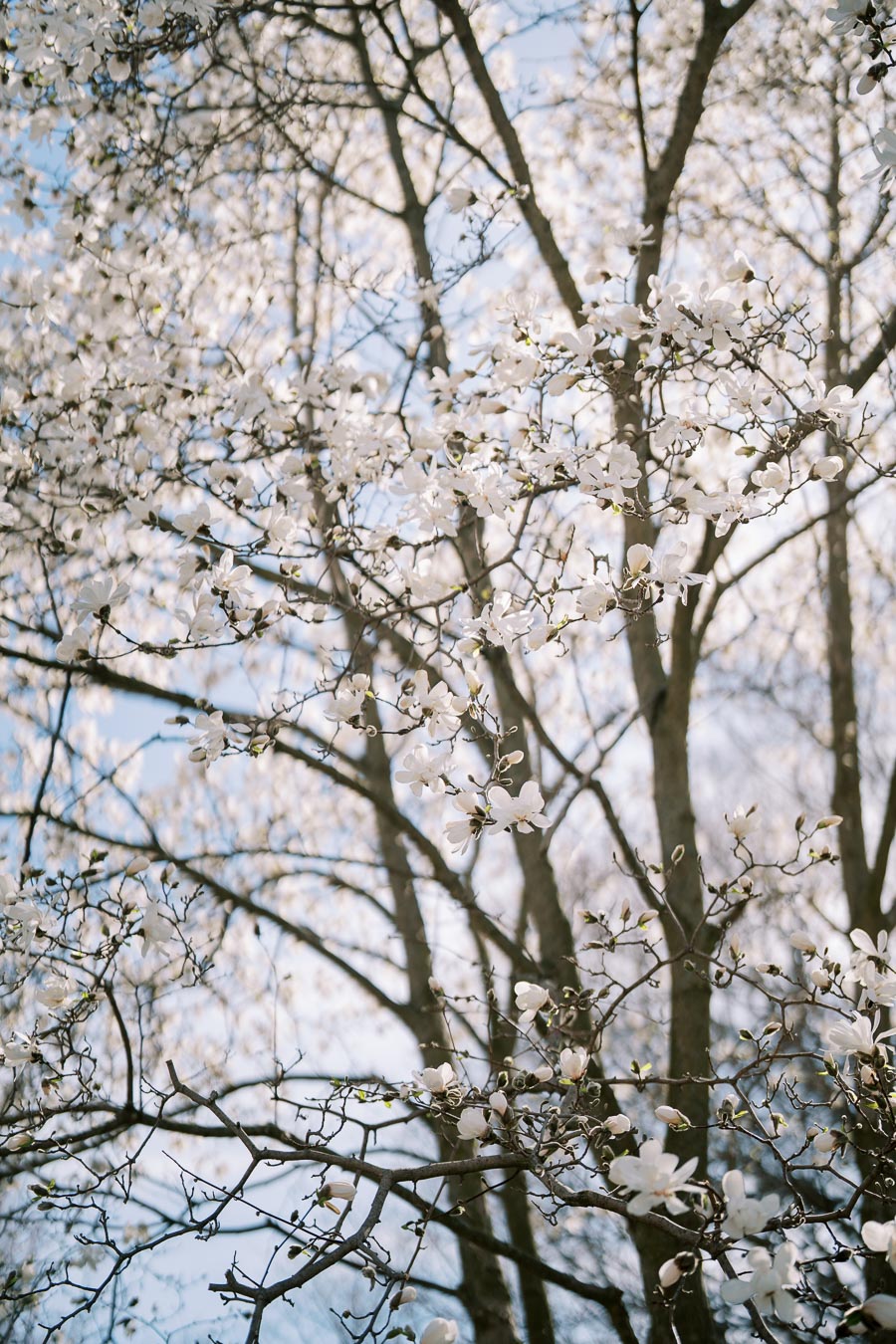 A beautiful display of white magnolia blossoms adorns the branches of trees, set against a clear blue sky, capturing the essence of spring.
