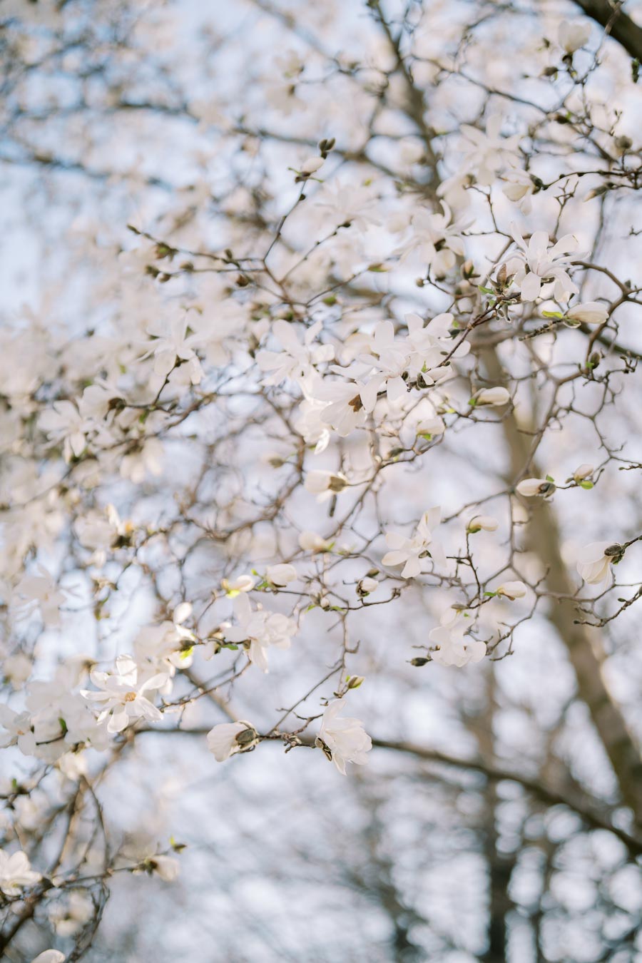 A close-up view of white magnolia blossoms on tree branches, set against a softly blurred background, capturing the delicate beauty of spring.