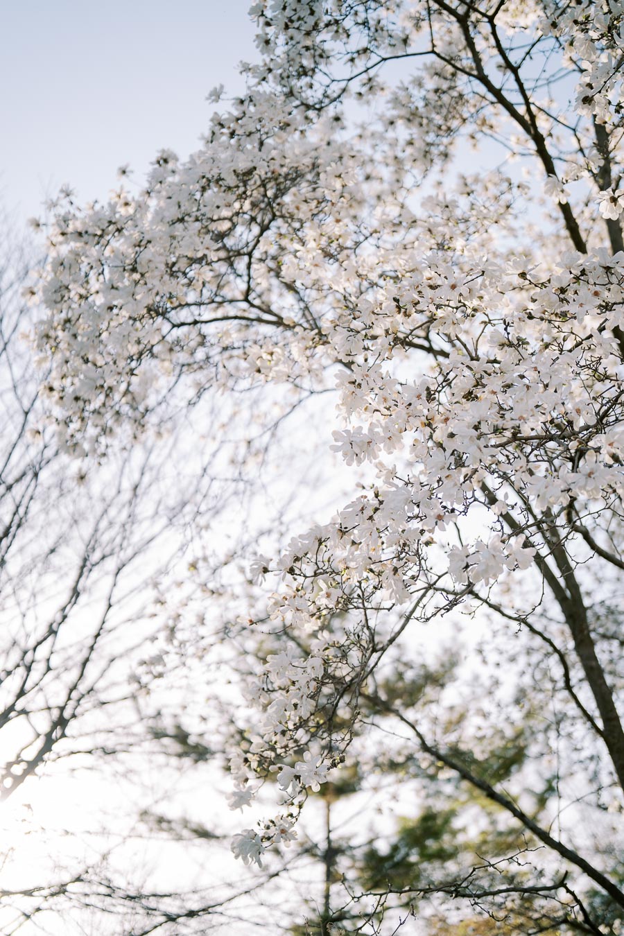 A beautiful display of white magnolia blossoms adorns the branches of a tree, set against a clear blue sky. The delicate flowers create a serene and picturesque scene, capturing the essence of spring.