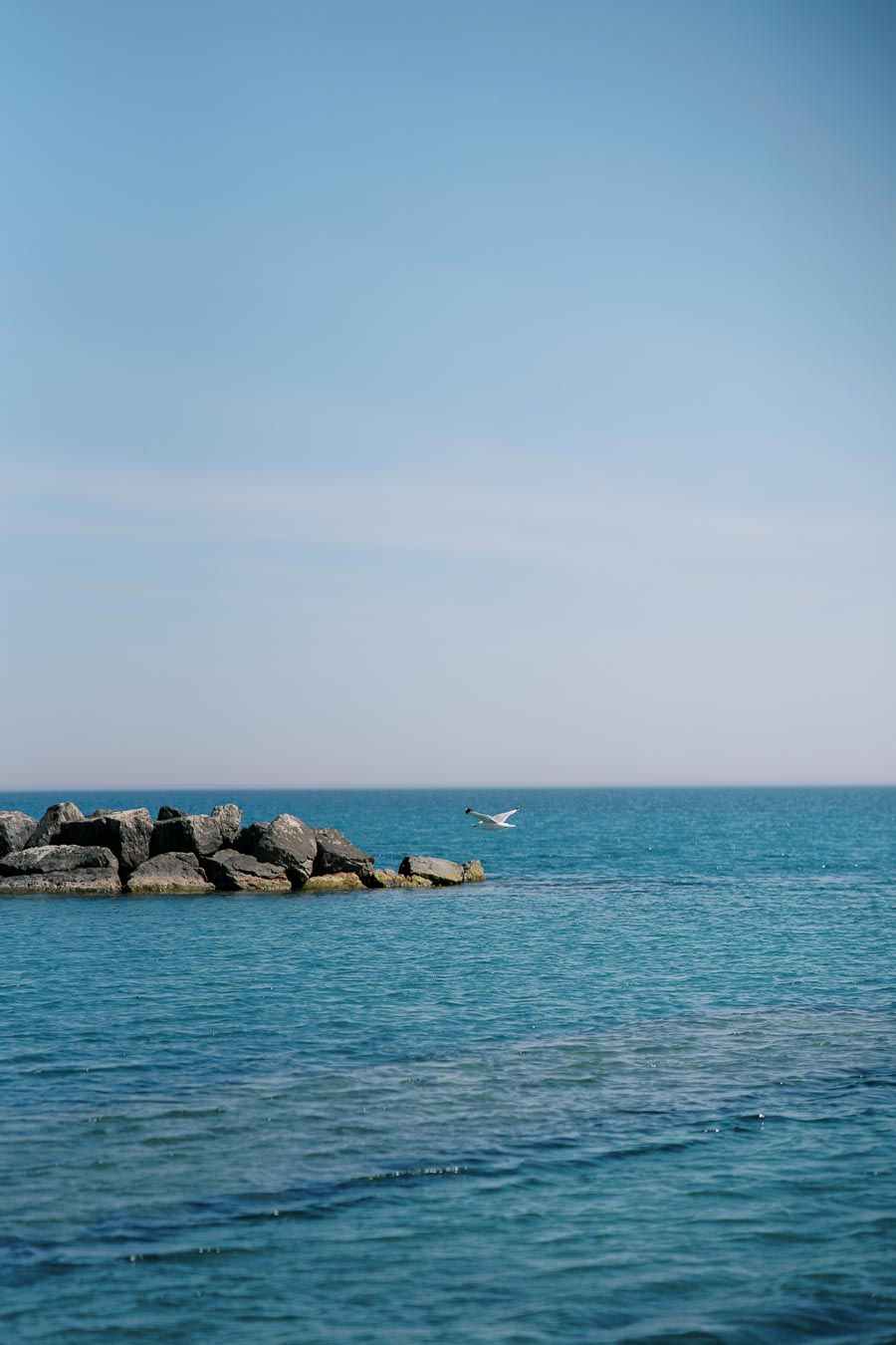 A serene view of the ocean with a rocky breakwater and a seagull gliding through the clear blue sky.