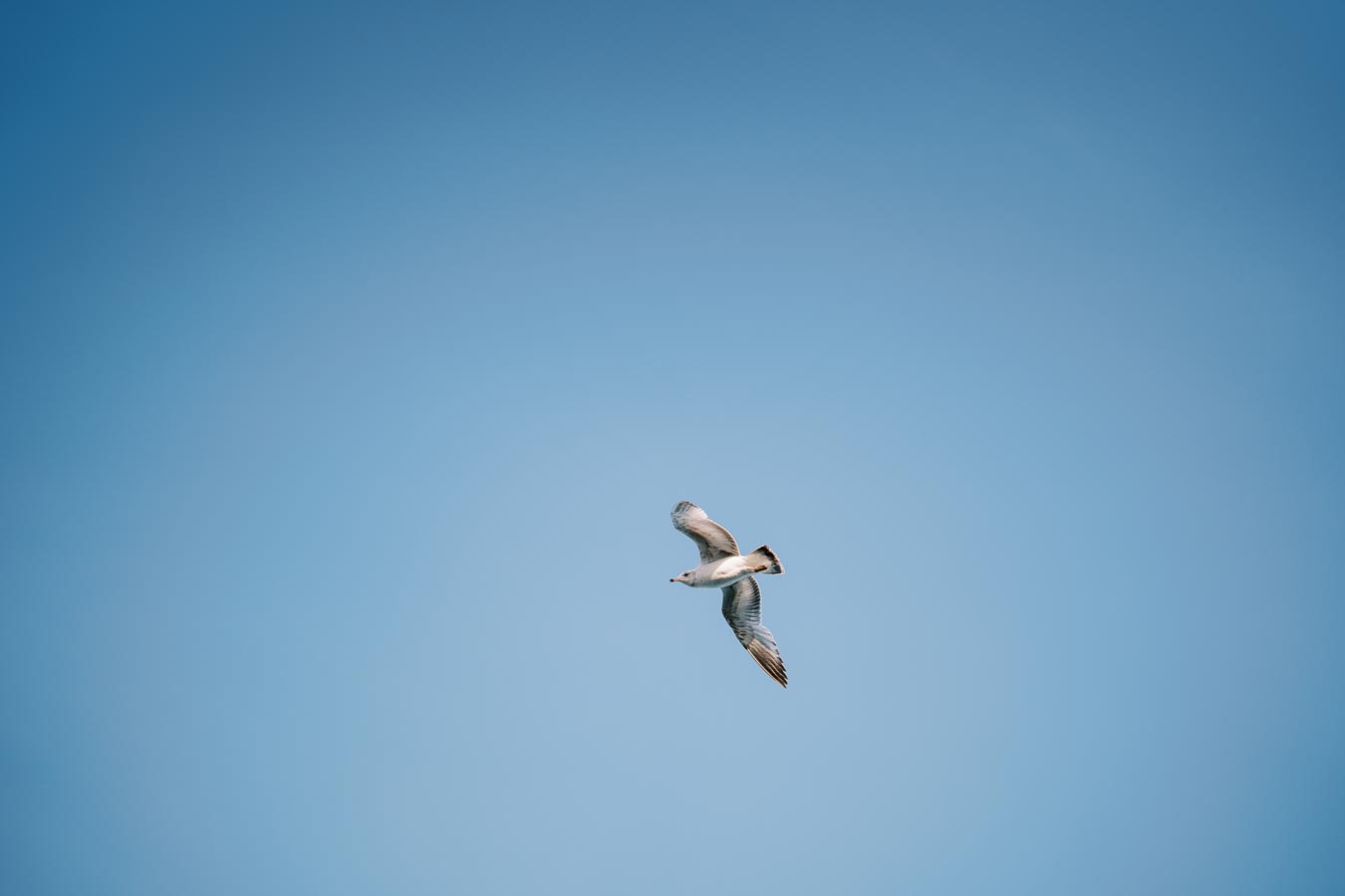 A seagull gracefully soars through a clear blue sky, showcasing its wingspan.