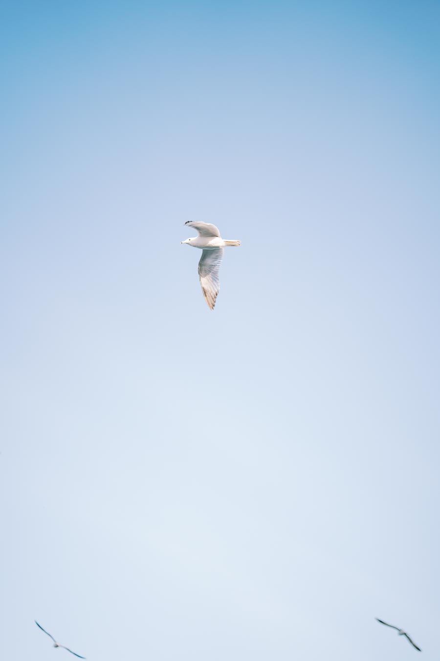 A seagull gracefully soars through a clear blue sky, capturing the essence of freedom and tranquility.