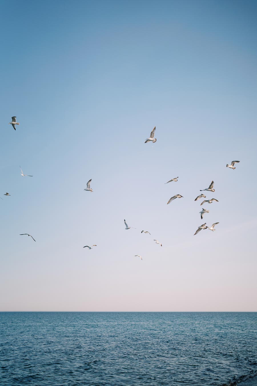 A flock of seagulls gracefully flying over the ocean under a clear blue sky.