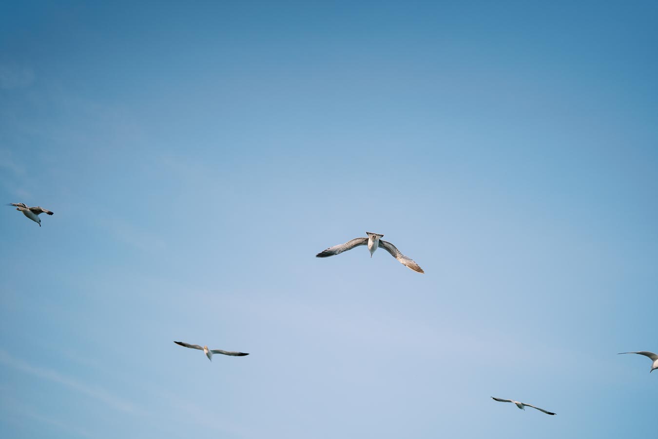 A group of seagulls gracefully flying against a clear blue sky, showcasing their wings spread wide.