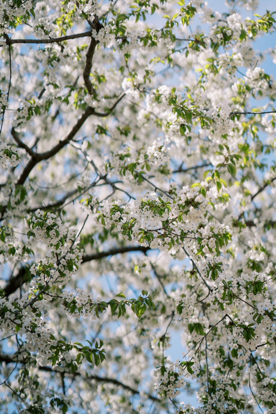 Branches of a tree covered in white flowers against a blue sky.