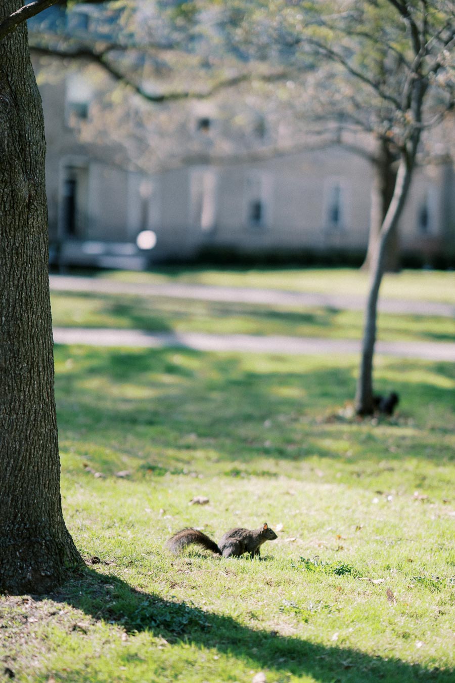 Black squirrel on green grass in a sunny Toronto park during a spring engagement photoshoot