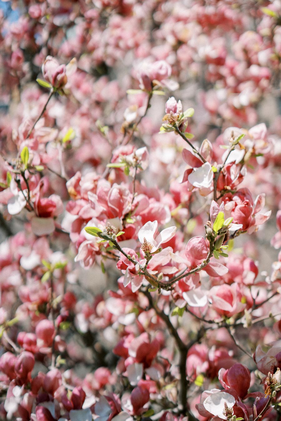 Close-up of vibrant pink magnolia blossoms during spring in Toronto