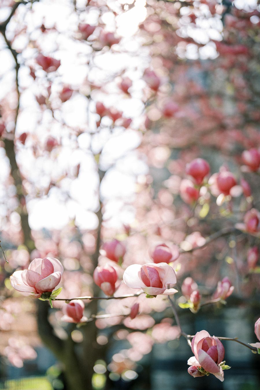Close-up of pink magnolia blossoms in spring sunlight at University of Toronto