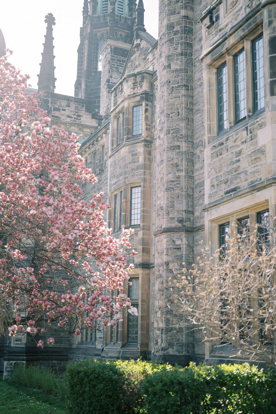 Blossoming magnolia tree in front of historic stone building at University of Toronto during spring