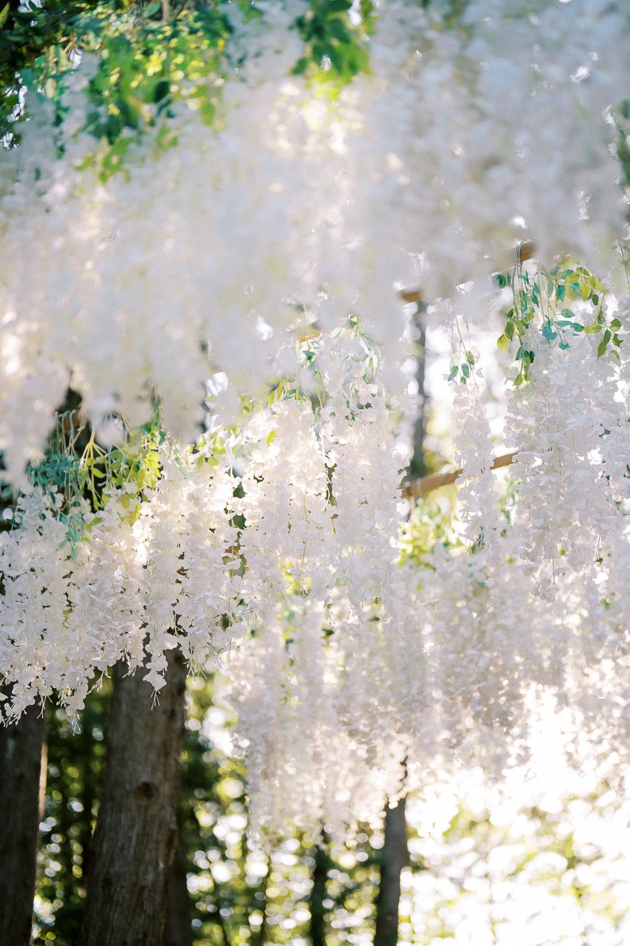 Sunlight filtering through cascading white flowers in a forest setting, creating a serene and ethereal atmosphere.