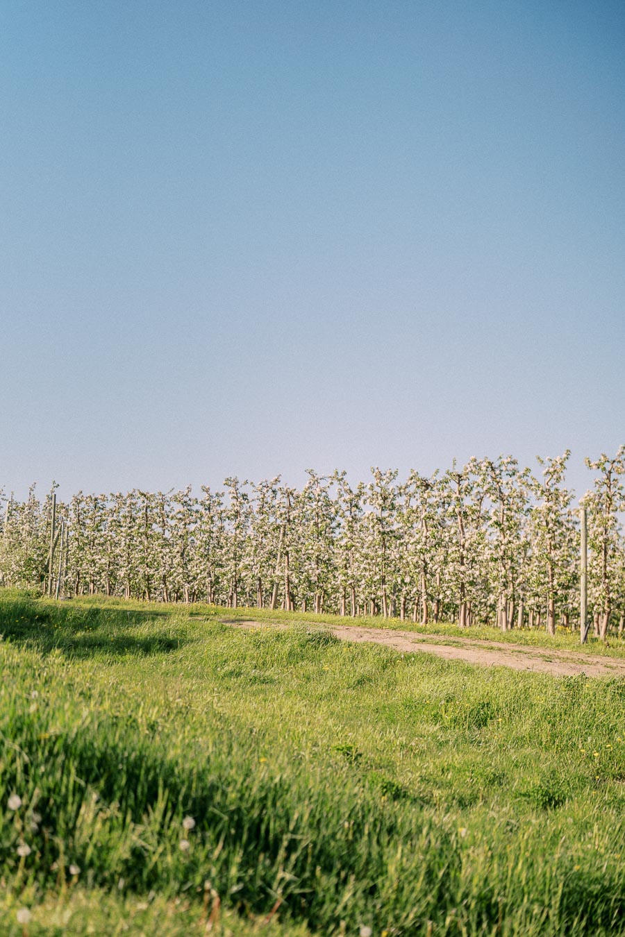 Apple orchard in bloom under a clear blue sky, with lush green grass in the foreground.