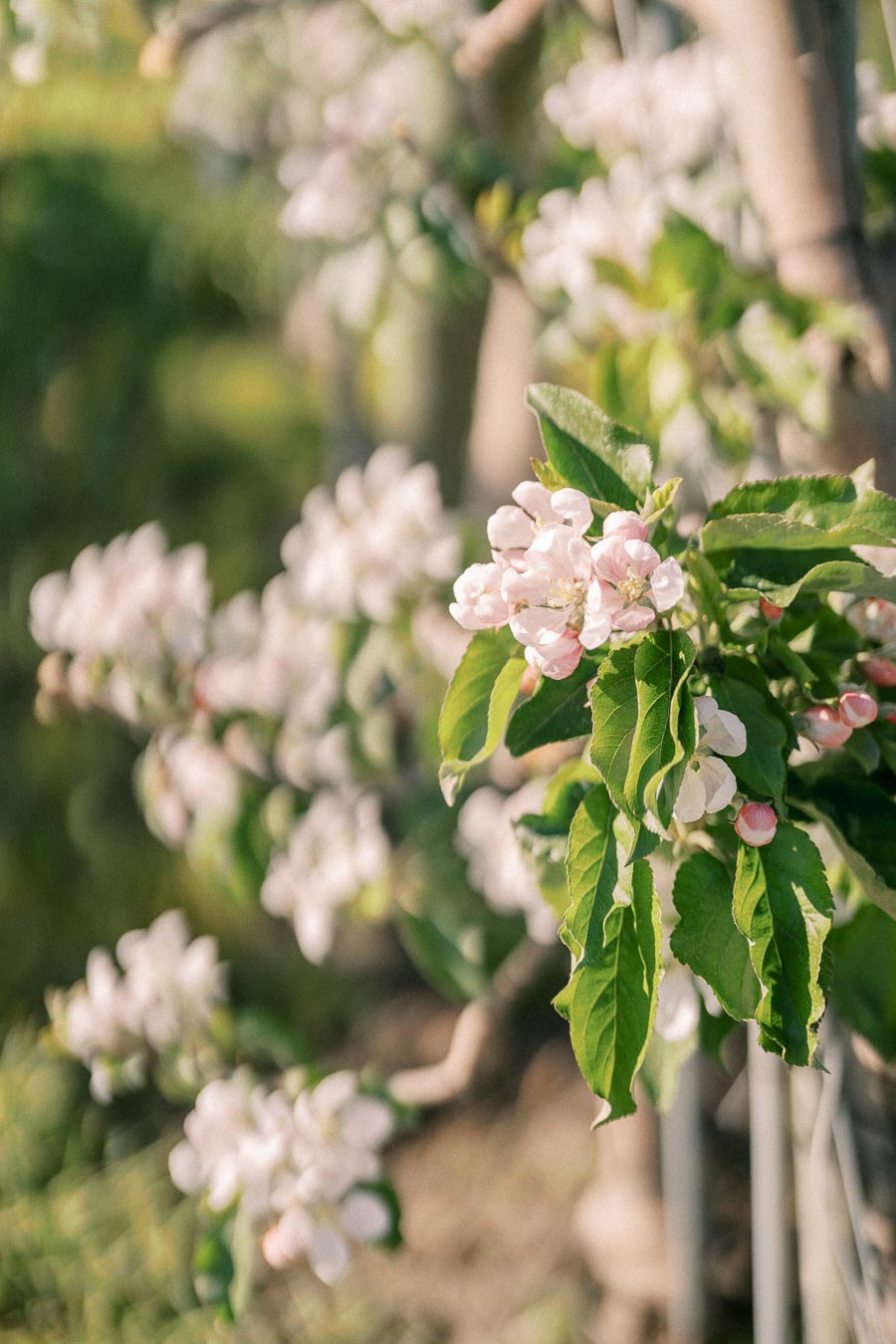 Close-up of apple tree blossoms with soft pink petals and vibrant green leaves basking in sunlight, showcasing the beauty of spring in an orchard.