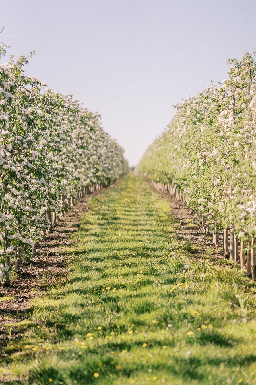 Lush apple orchard with blooming trees forming a natural pathway under a clear blue sky.