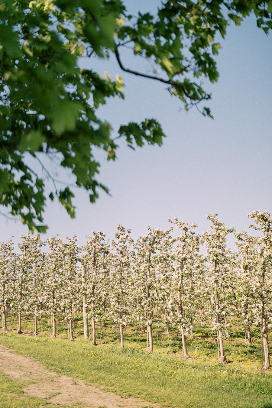 Rows of blooming apple trees in an orchard under a clear blue sky, framed by green leaves in the foreground.