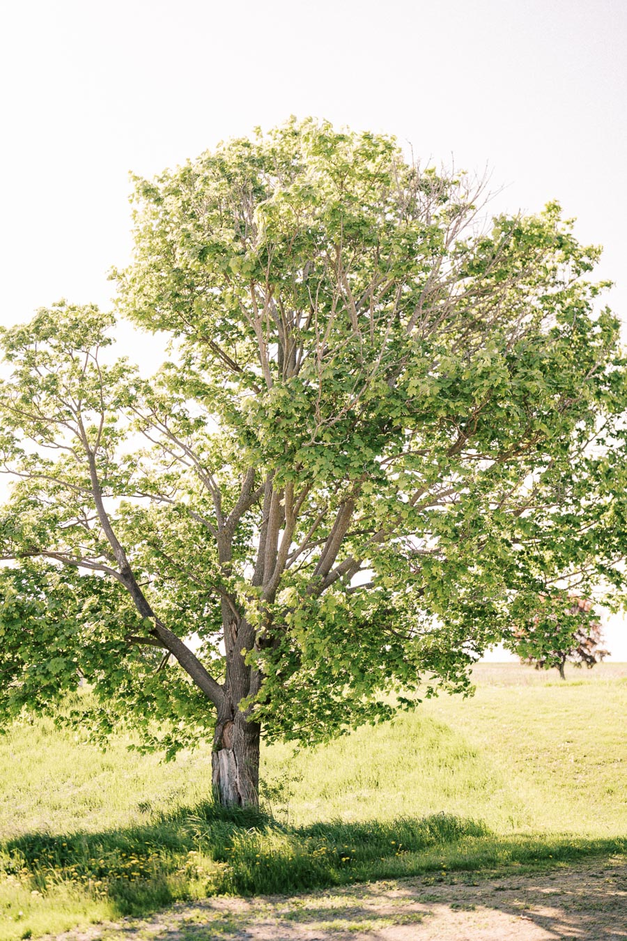 A lush green tree standing alone in a sunlit field, casting a shadow on the grass beneath it, surrounded by soft, natural light and open sky.