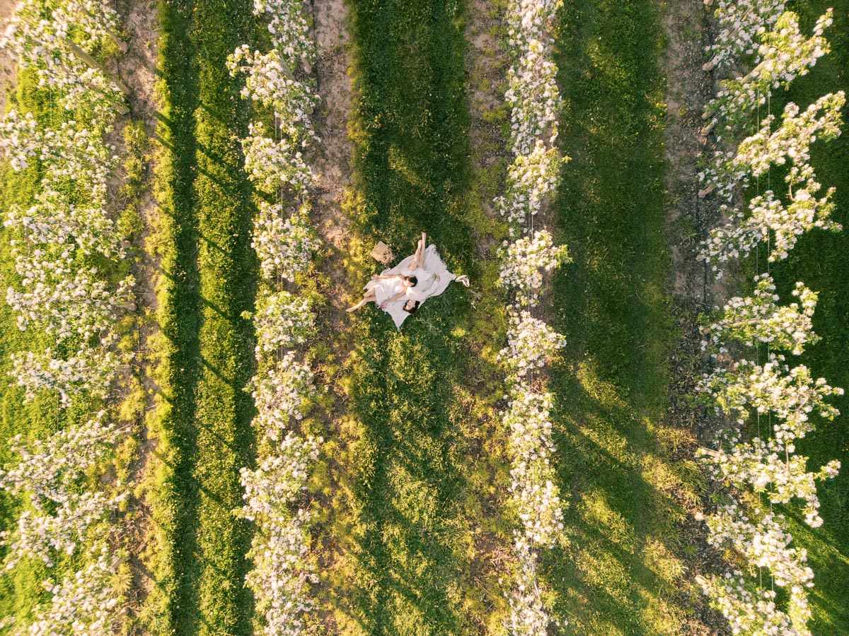 Aerial view of a couple lying on the grass between rows of blossoming trees in an orchard.