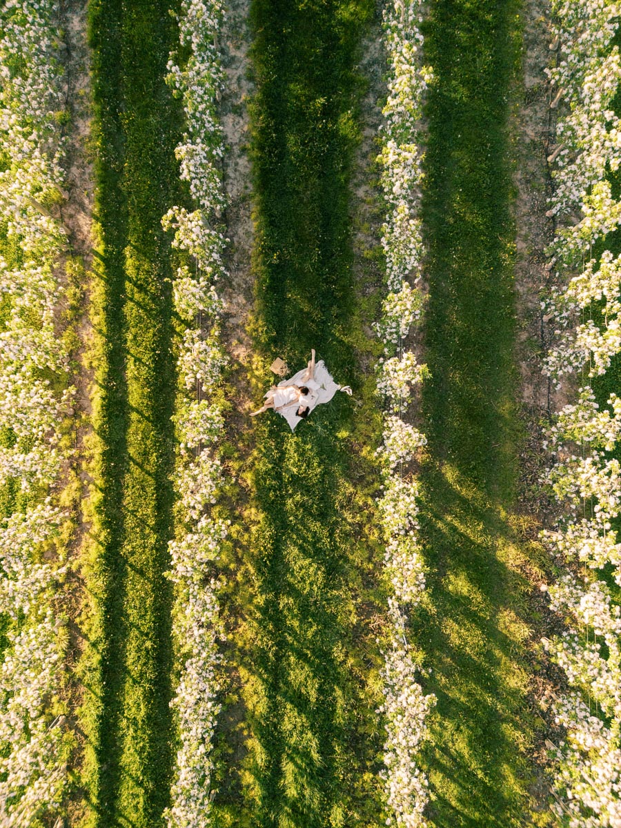 Aerial view of a couple lying on a blanket in a blossoming apple orchard, surrounded by rows of lush green trees in full bloom, creating a romantic and serene atmosphere.