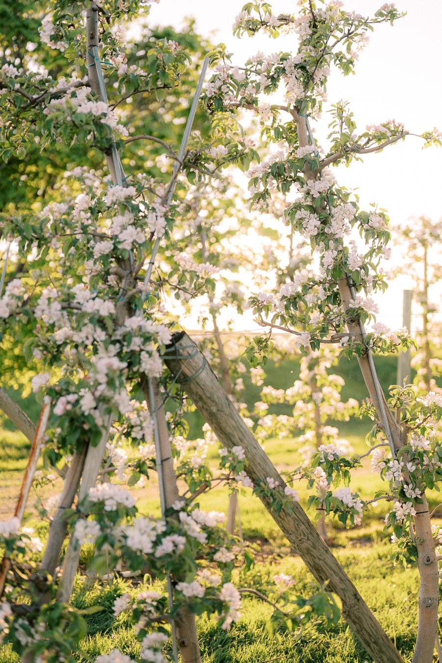 Lush apple orchard with blooming trees under sunlight, showcasing delicate white and pink blossoms against a green leafy background.