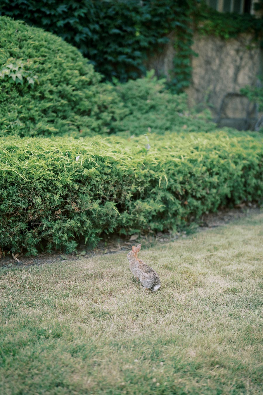 A small rabbit sits on a grassy lawn in front of lush green hedges. The natural outdoor setting highlights the rabbit's soft fur and alert ears, providing a peaceful moment in nature.