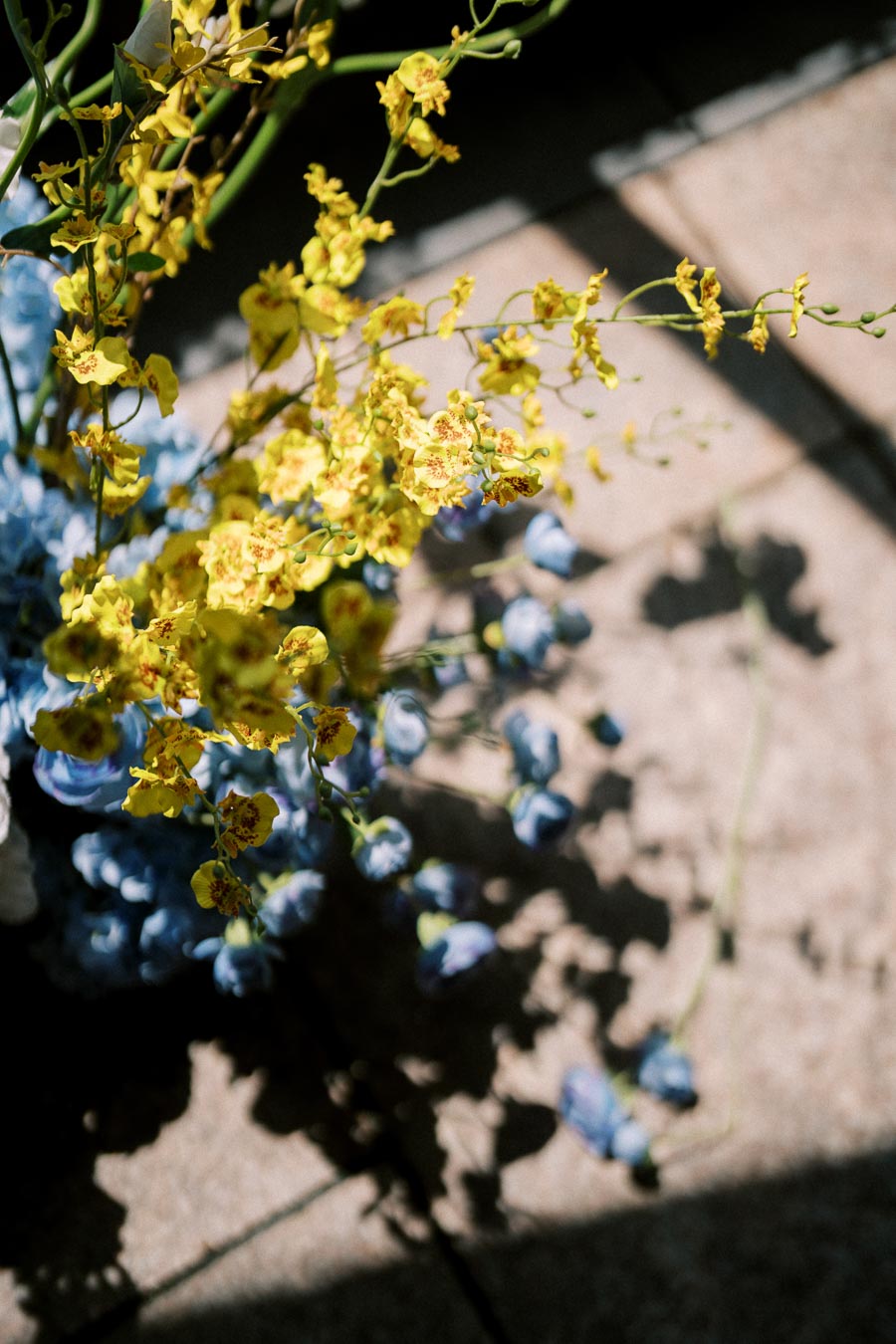 Vibrant arrangement of yellow and blue flowers bathed in sunlight on a tiled surface, highlighting delicate petals and natural beauty.