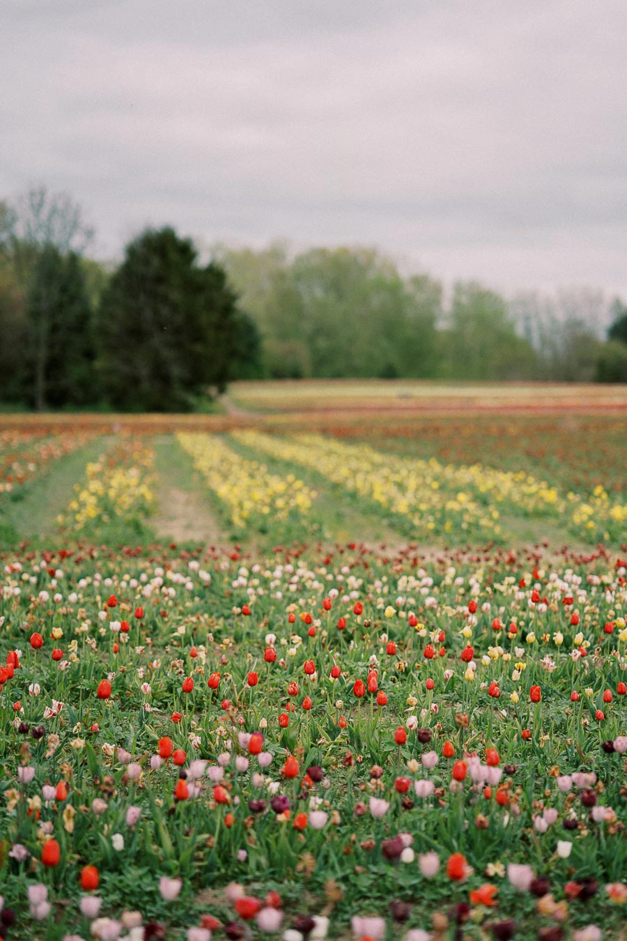 A colorful field of tulips in full bloom stretches across the landscape, with trees in the background and a cloudy sky overhead.