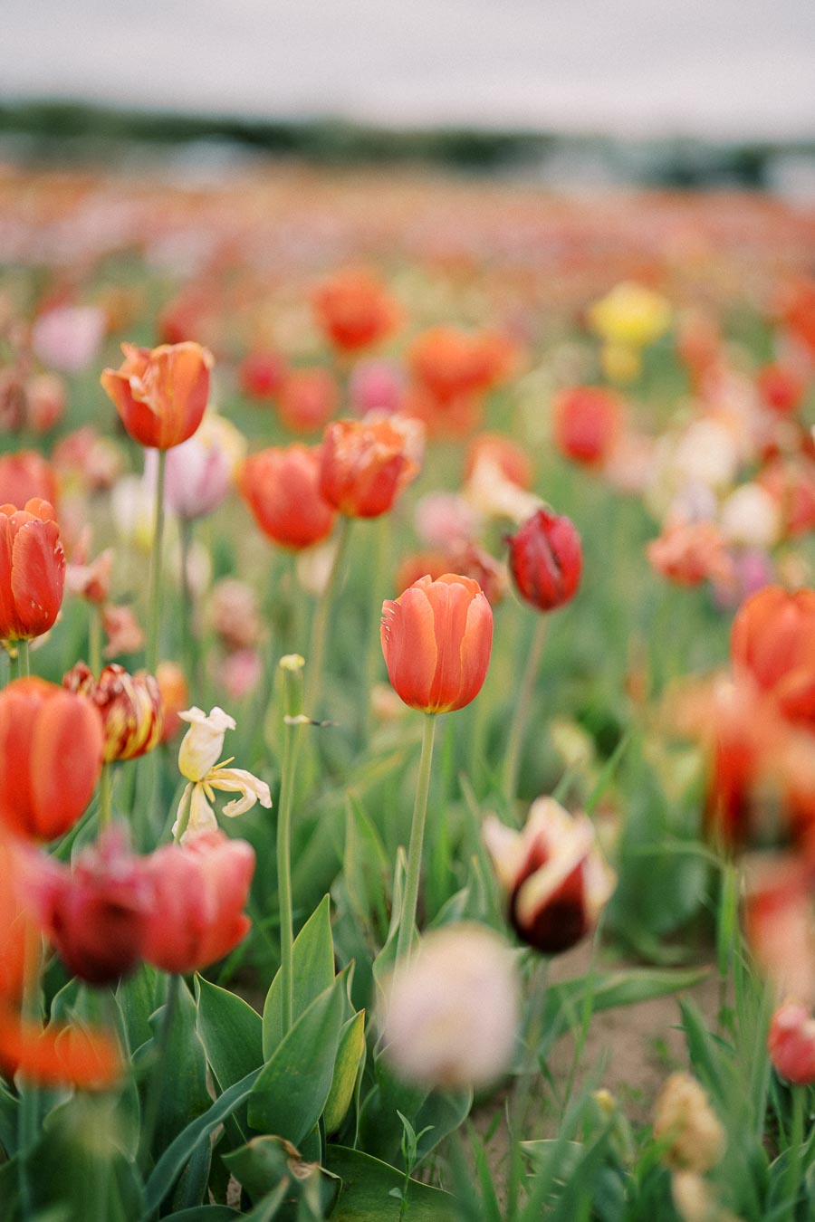 A vibrant field of tulips in various colors, predominantly red and orange, in full bloom.