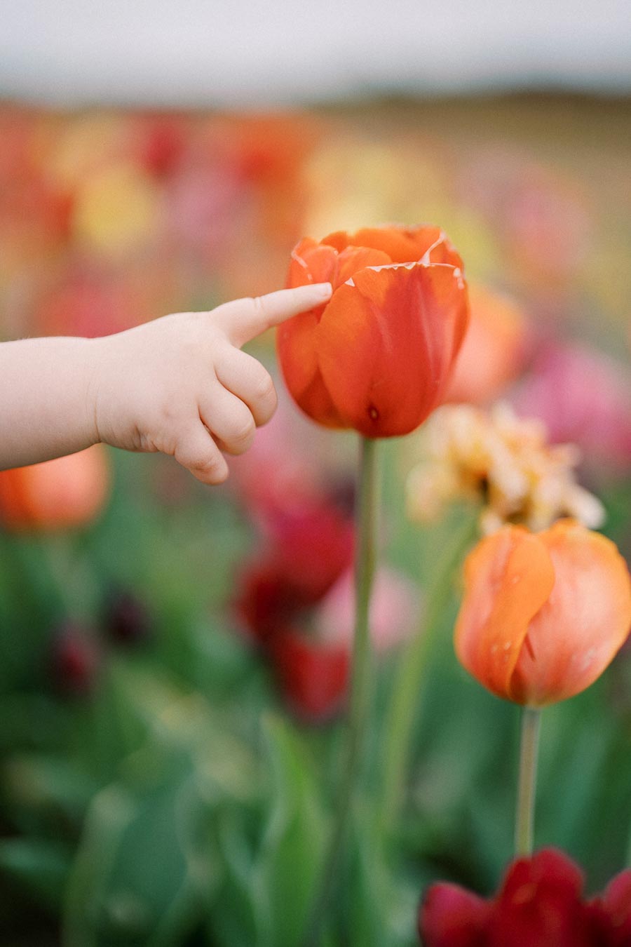 A child's hand gently touches an orange tulip in a vibrant field of flowers, showcasing the beauty of nature and innocence.